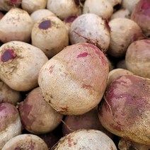 푸드맛봄 색이 진한 제주 레드비트 5kg(개당 300g 이상) 비트 사탕무, 단일옵션