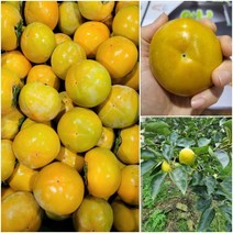 새벽경매 박가네 단감 태추 상서 특등품, 10kg, 대과