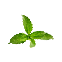 [자담향] 국내산 유기농 스테비아 생잎, 1개