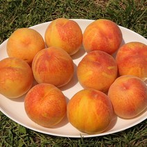 이천 장호원 햇사레 황도복숭아 4KG(7-9과 내외) 고당도 복숭아