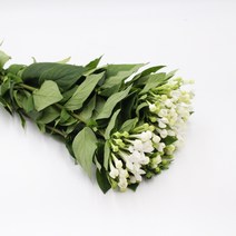부바르디아 화이트 생화택배 (고속터미널꽃시장 직배송) 꽃예꽃, 비슷한 느낌의 꽃으로 변경(다른꽃or다른색), 금~일요일 구매시 (화요일 도착)