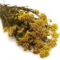 동글이플라워 프리져버드 노랑 소량