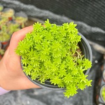 골드씨드 야생화 황금세덤 모종 셀프조경 노지월동식물 전원주택조경 다년생식물 3치 이색포트 다육이아트 황금다육이 노랑세덤다육이 다육아트식물, 황금세덤이색포트