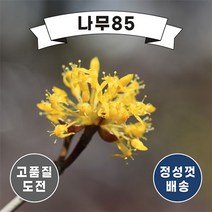 (나무85) 산수유나무 R3 R4 개화주, 2. 산수유R4 개화주