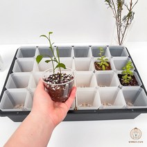 삽목상자 저면관수상자 대형 모종트레이 모종판 육묘트레이 사각슬릿분 24구 미니온실 화분세트 앞치마를두른남자