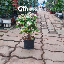 25~35cm 149 무늬아악무 외목대 (잎 없을 수 있음)