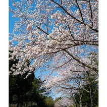왕벚나무 묘목 2주 묶음 꽃나무 봄꽃 조경수, 120cm