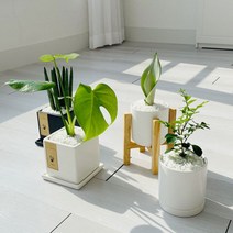 cocooning 키우기 쉬운 실내 초보자 공기 정화 청정 식물, 원형화이트, 극락조
