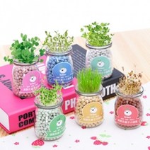 세라믹 식물 키우기(6종류-개별 판매), _12930_암석초