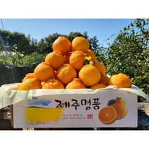 제주스카이팜 -특가 한정판매 노지한라봉 하우스한라봉 5kg 10kg 선물용 가정용, 산지직송 고당도 가정용 노지한라봉 10kg