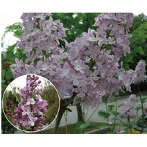 꽃나무 라일락(수수꽃다리) 키100cm/120cm/150cm, 라일락 키120cm (분)/3주