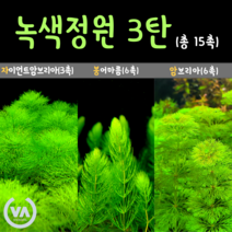 [비바소녀] 녹색정원 3탄 자이언트암브리아(3)+붕어마름(6)+암브리아(6) 총15촉 / 초보수초 어항수초 전경수초 구피 체리새우 은신처