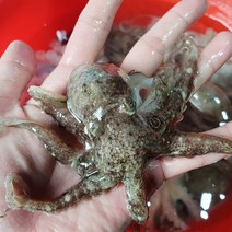 [KT알파쇼핑][산지직송] 싱싱한 서해안 급냉 쭈꾸미 1kg 주꾸미 알배기