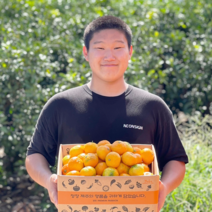 제주도 서귀포 하우스 감귤 선물용 한박스 1kg 2.5kg 4.5kg, 하우스귤 2.5kg 가정용 로얄과, 1개