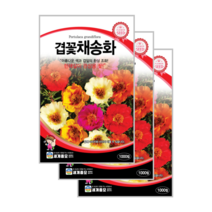 겹꽃 채송화 씨앗 1000립 3봉 Rose Moss, 4