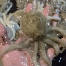 [산지직송]태안신진도 국산 봄제철 활쭈꾸미 알배기 쭈꾸미 생물 쭈꾸미 1kg, 얼음포장 1kg, 1개