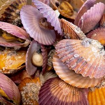 제철 홍가리비하프셀 구이찜 장어 문어 전복 수산해산물, 1팩, 제철 홍가리비1kg