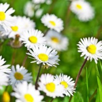 에센셜오일 자스민(3%희석) Jasmine E.O, [ 1L ]