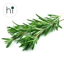 [허브아이] 손질 로즈마리 허브 생잎 10g 30g 100g
