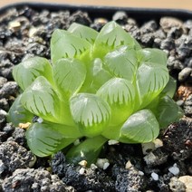 [하월시아 옵투샤 Haworthia obtusa] 옵투사 옵튜샤 옵튜사 하월시아 보석식물 아프리카식물 식물인테리어 다육이 토분 화분 홈가드닝 희귀식물 소형식물 키우기쉬운식물, 원형 세라믹 핑크, 1개