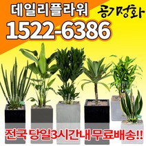 실내공기정화식물 미세먼지 공기청정 키우기쉬운식물 플랜테리어 식당 개업축하선물 산세베리아 고무나무 안시리움 율마 아가베 아레카야자 승진화분, (선택11)떡갈나무