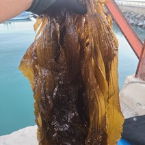 초록수산 산지직송 생곰피 쇠미역 1kg 2kg 4kg 8kg 10kg, 생곰피미역 8kg