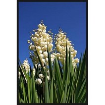 [허니솝] 추출물 모음 (수제비누 화장품 DIY재료), 08. 유카 추출물 100ml