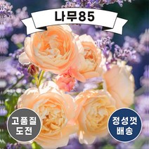 (나무85) 영국 장미, 37 영국장미(유스타시아 바이), 1개
