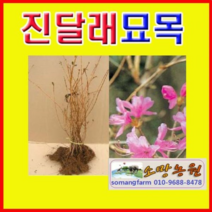 (D소망)진달래묘목 키40센치 3그루