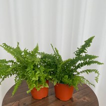 보스턴고사리 1+1 온정원 공기정화식물