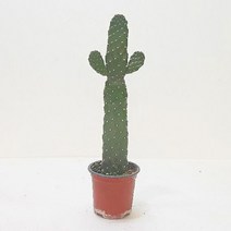 만세선인장(소) 인테리어식물 홈가드닝
