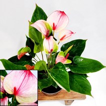 꽃나무팜 안스리움 미스틱 중품 안시리움 안시륨 사계절꽃 개업선물 집들이선물 연인 부모님선물