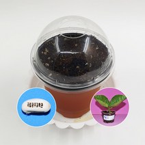 메시지콩 뿌리관찰(1인용)