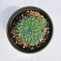 백두산 바위솔 노지월동가능 바위솔 당일배송 애농팜 다육식물 조경 인테리어 선별배송