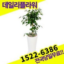 킹벤자민 카페 개업 집들이 개원 사무실이전 오픈