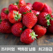 영화청과 특급 국내산 딸기 1k500g 프리미엄 백화점 납품 제철 농장 설향 청