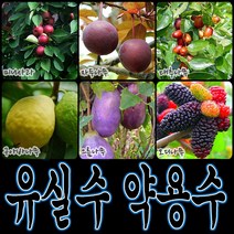 순희농장 대봉 모과 매실 홍도화 오디 구아바 오미자 포도 아로니아 칼슘 비파 보리수, 탱자포트, 10개