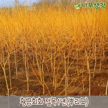 착한가격나무생각 황금회화 접목1년 뿌리묘, 주