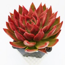 레드다이아몬드 다육이 식테크 식물재테크 다육1800, 단품