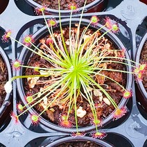 해마루농원 불꽃 끈끈이주걱 파라독사