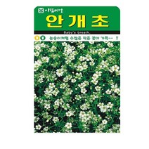 SN월드 야생화 씨앗 꽃씨앗 모음, 야생화 - 안개초(1000립)
