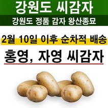 홍영 자영 씨감자 강원도 왕산종묘 3kg 10kg 홍색 자색 씨감자 감자 수미 대서 4색감자, 자영씨감자 10kg