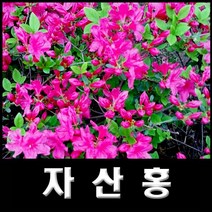 없음 자산홍, 1개