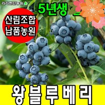 블루베리묘목 5년생 블루베리나무 결실주 과일나무