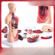 교육용인체모형 척추 교육용 골격 뼈 전신 내부장기, 28cm