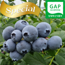 국산 무농약 생 블루베리 산지직송 햇 블루베리 프리미엄 1kg, 2kg 특15mm내외