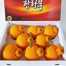 제주 민성농원 산지직송 한라봉 3kg (가정용/13~15과) 고당도 당일수확