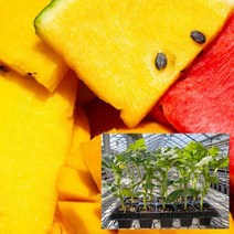 노마진 가정원예용 우리집 망고수박 흑피애플수박 모종 텃밭, FREE, 망고수박모종10주