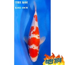 비단잉어 홍백 K465 연못용금붕어잉어민물고기열대어황금비단잉어