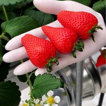 딸기 비타베리 500g 600g 800g 주문 당일 농장 수확